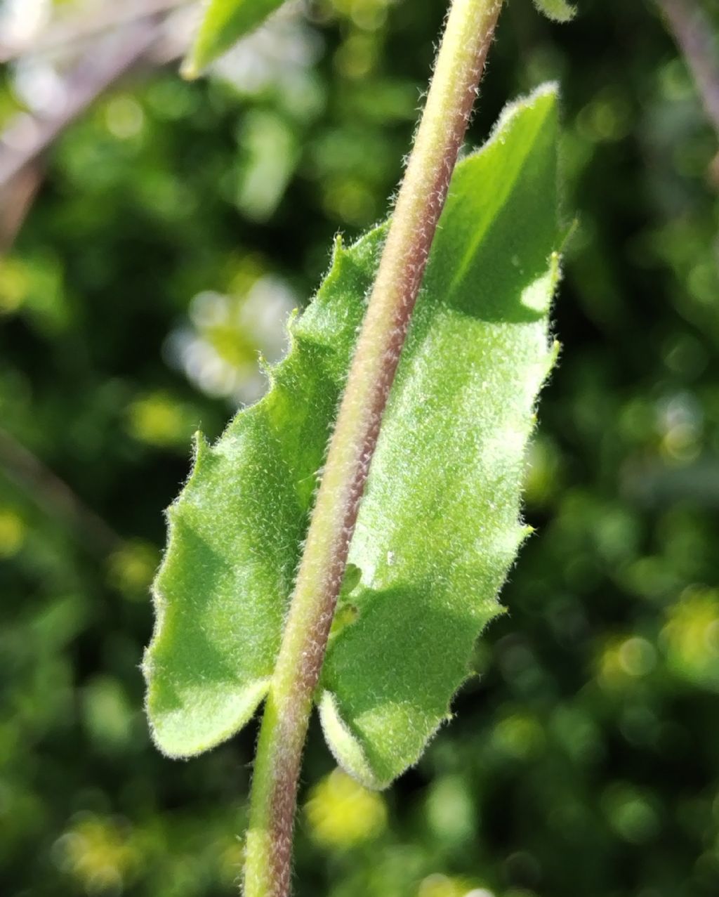 Senza frutto...Thlaspi?