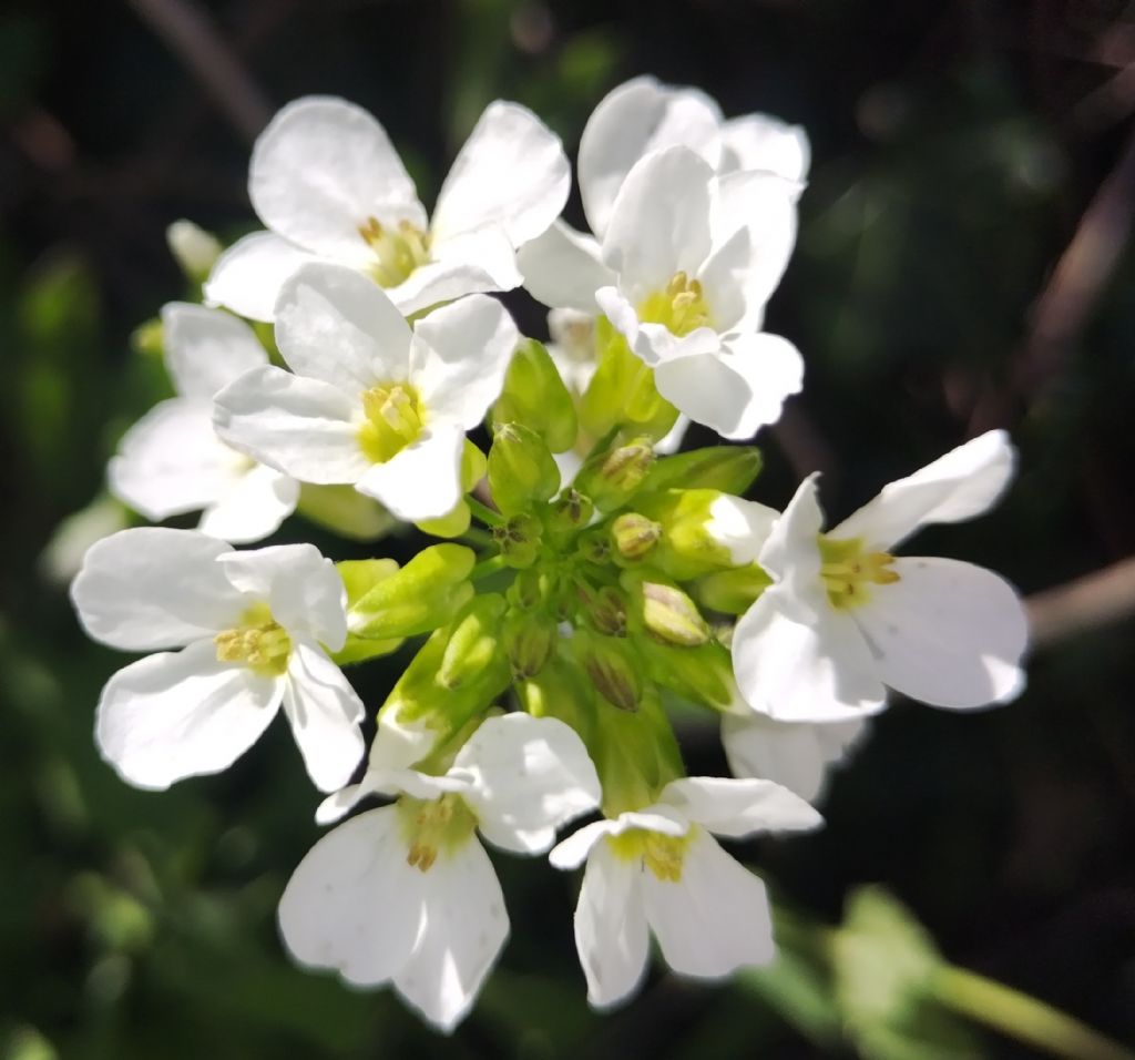 Senza frutto...Thlaspi?