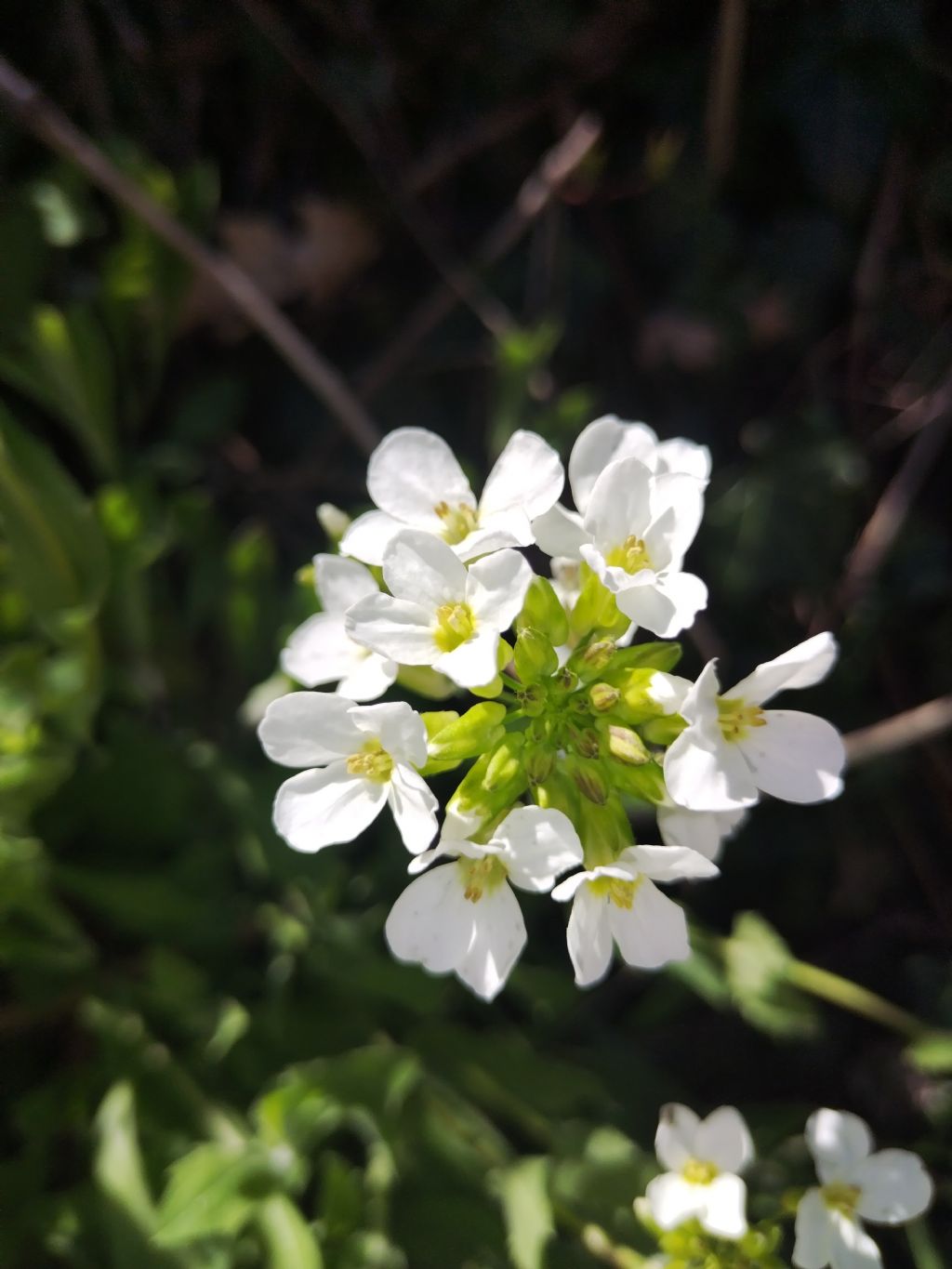 Senza frutto...Thlaspi?