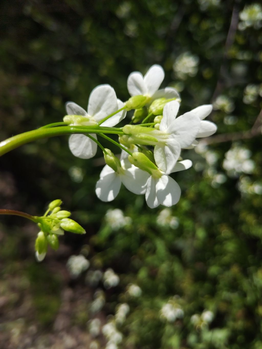 Senza frutto...Thlaspi?