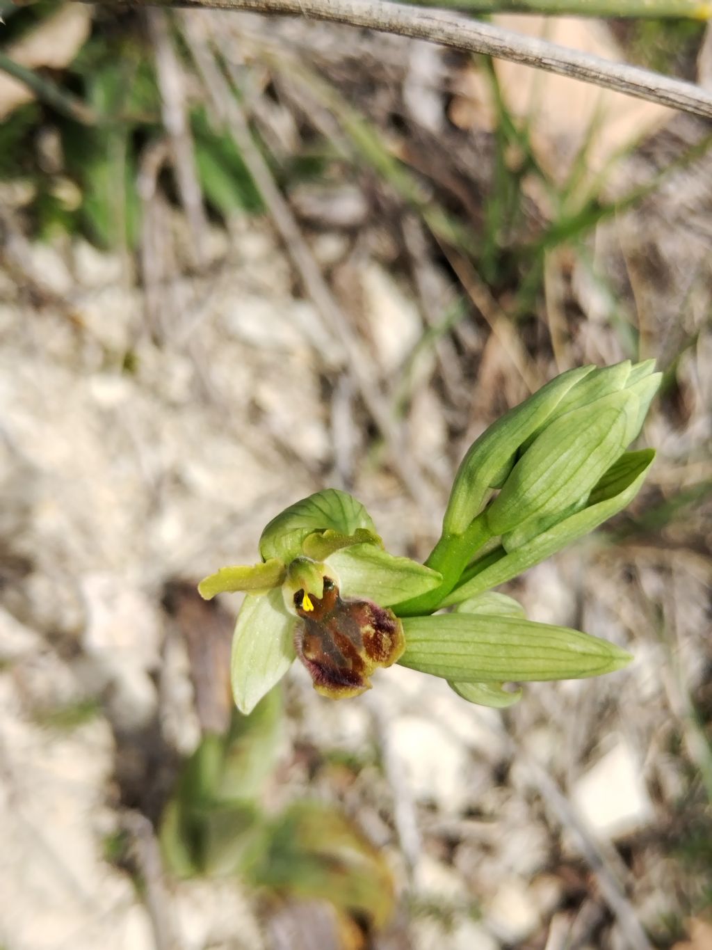 Ophrys da determinare..