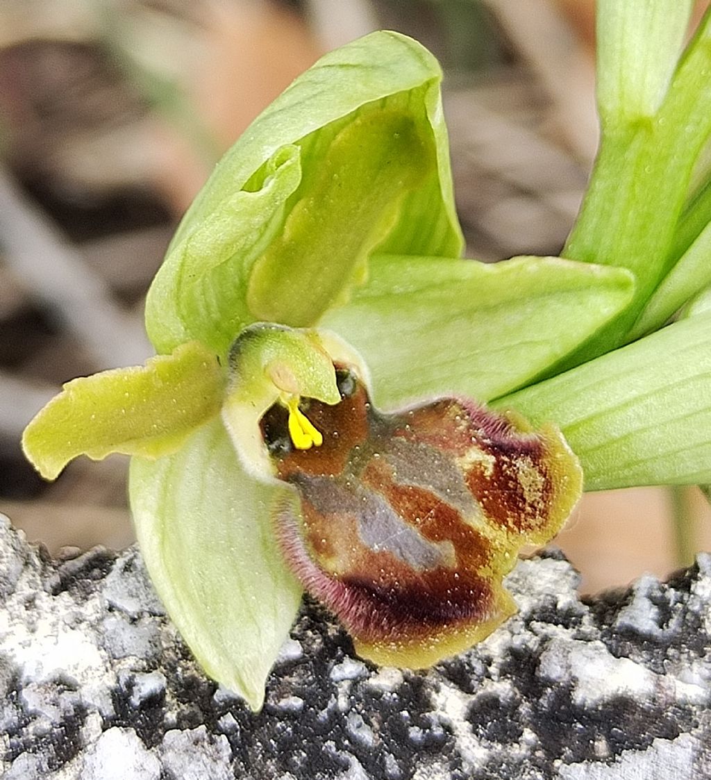 Ophrys da determinare..