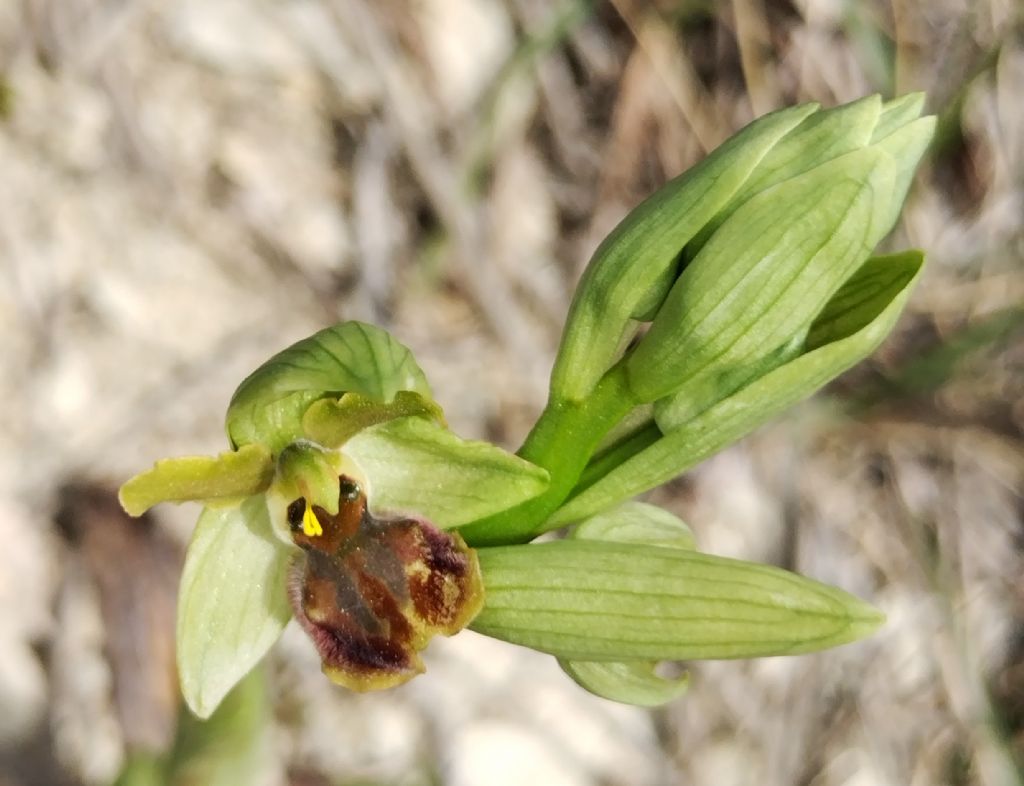 Ophrys da determinare..