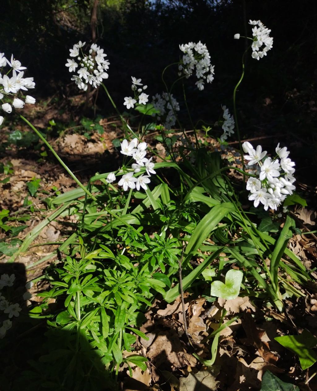 Allium neapolitanum?