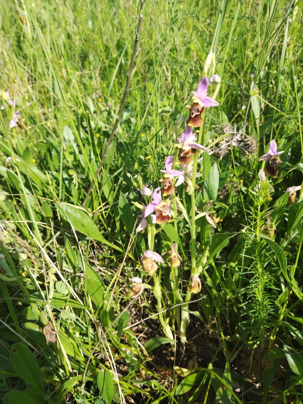 Ophrys sulla costa molisana..