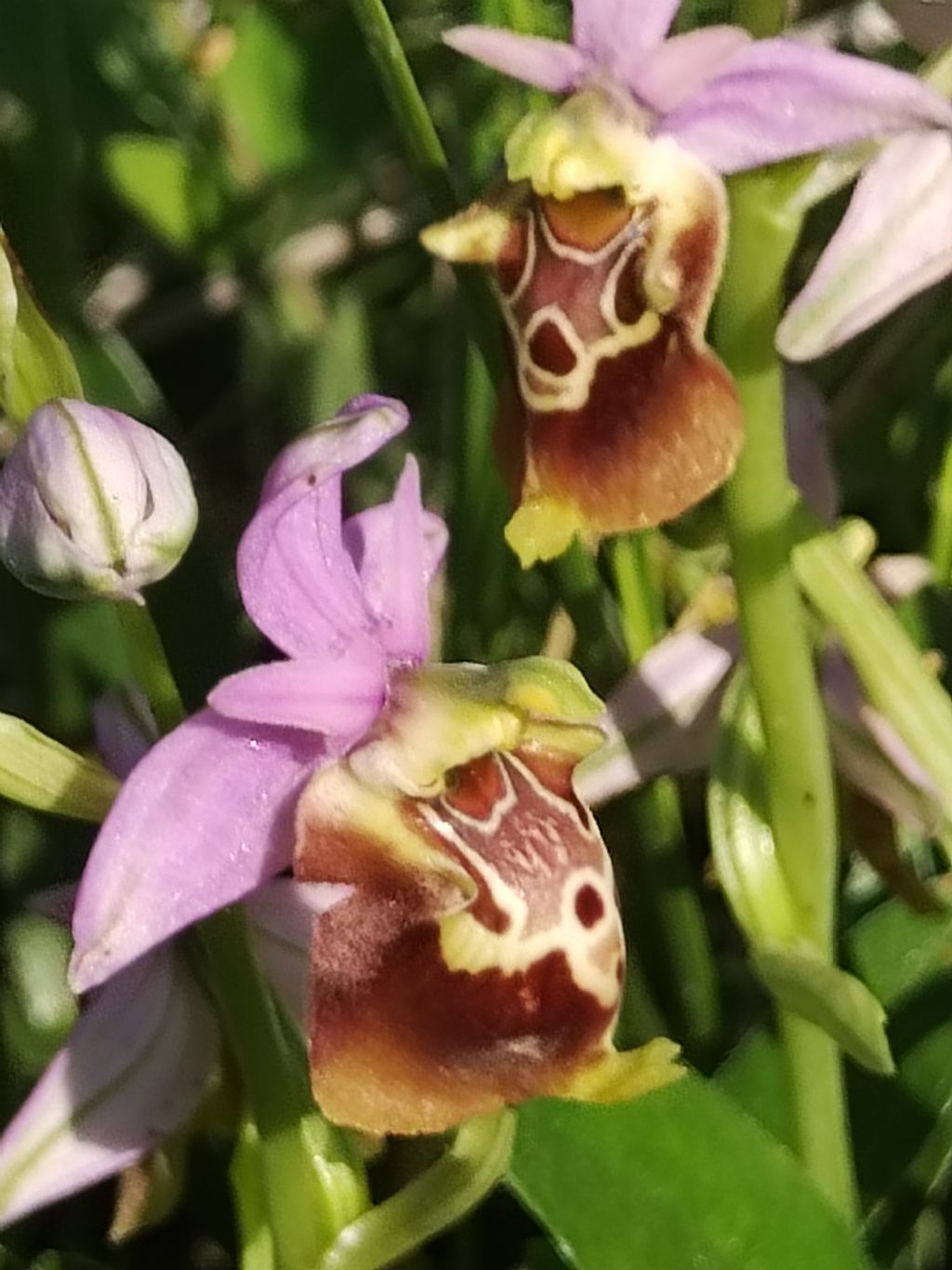 Ophrys sulla costa molisana..