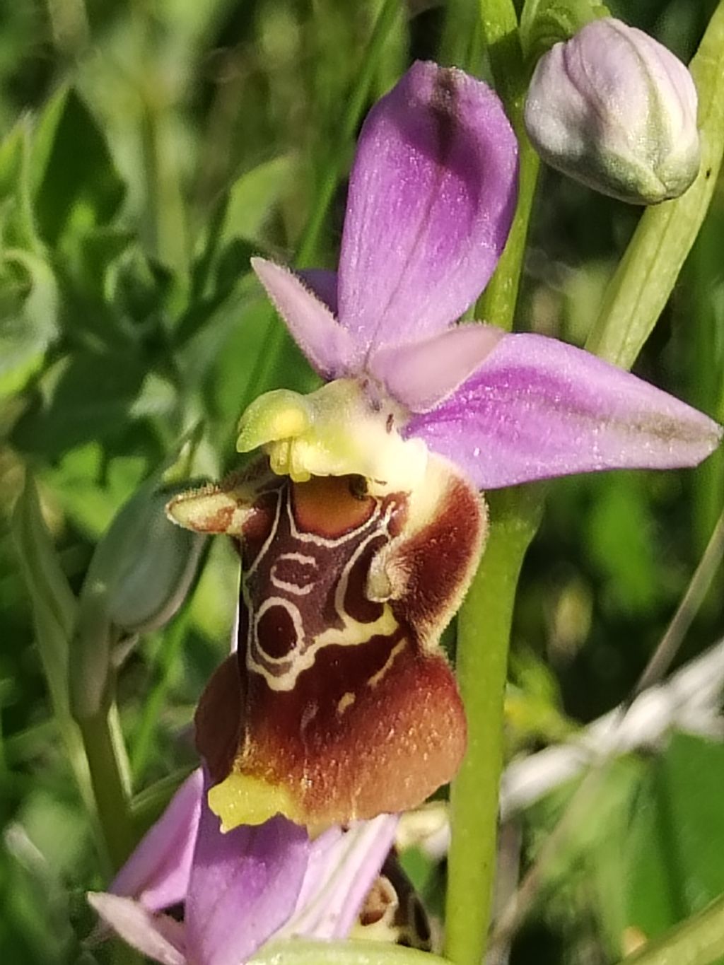 Ophrys sulla costa molisana..