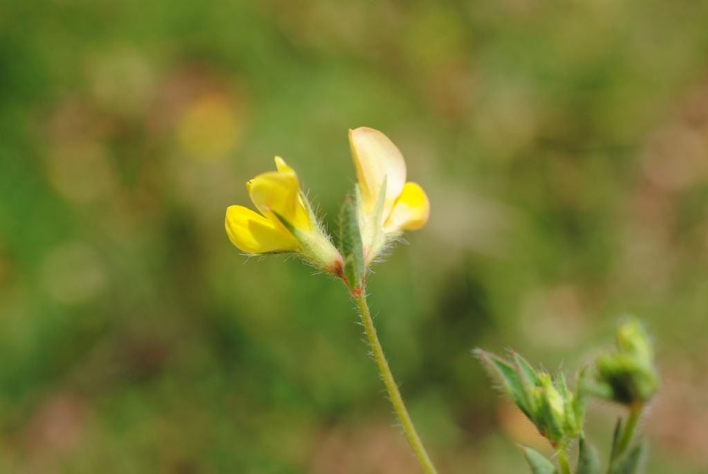 Lotus corniculatus??