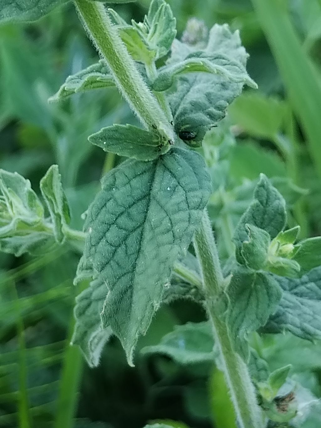 Mentha da determinare