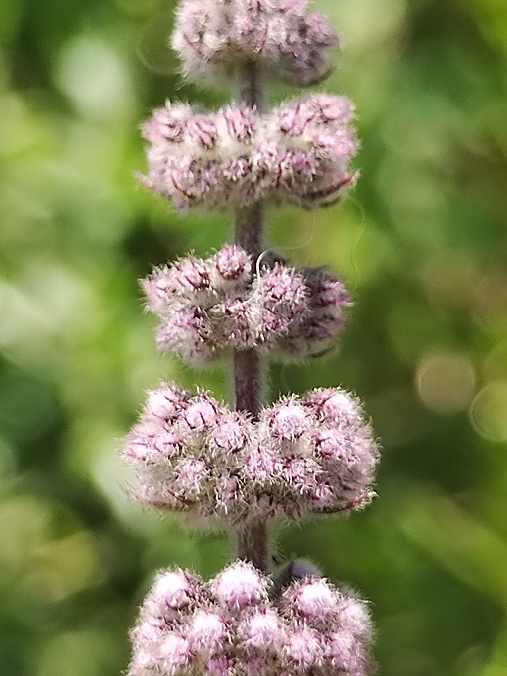 Mentha da determinare