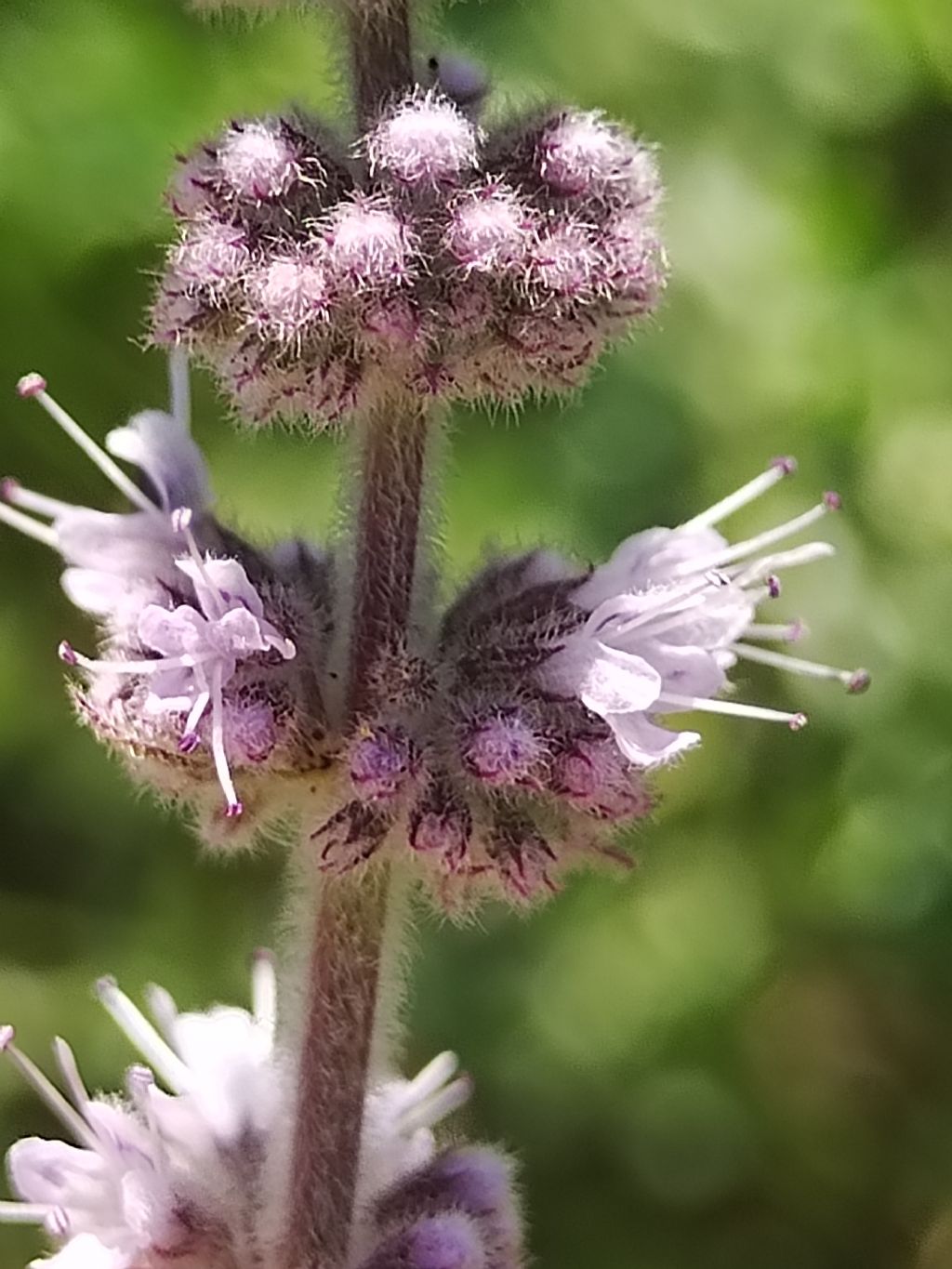 Mentha da determinare