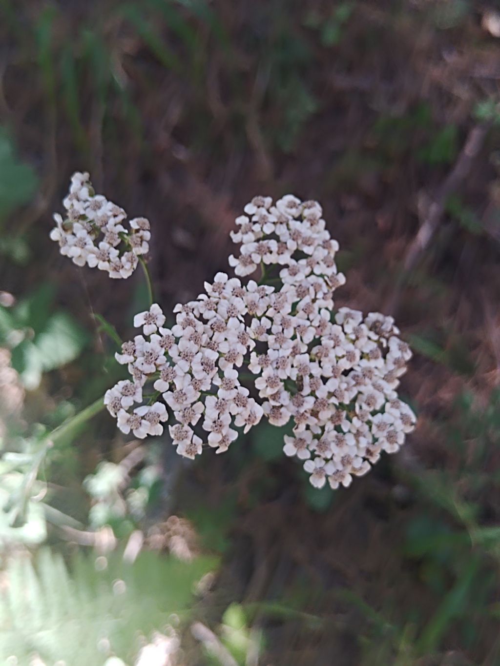 Achillea?