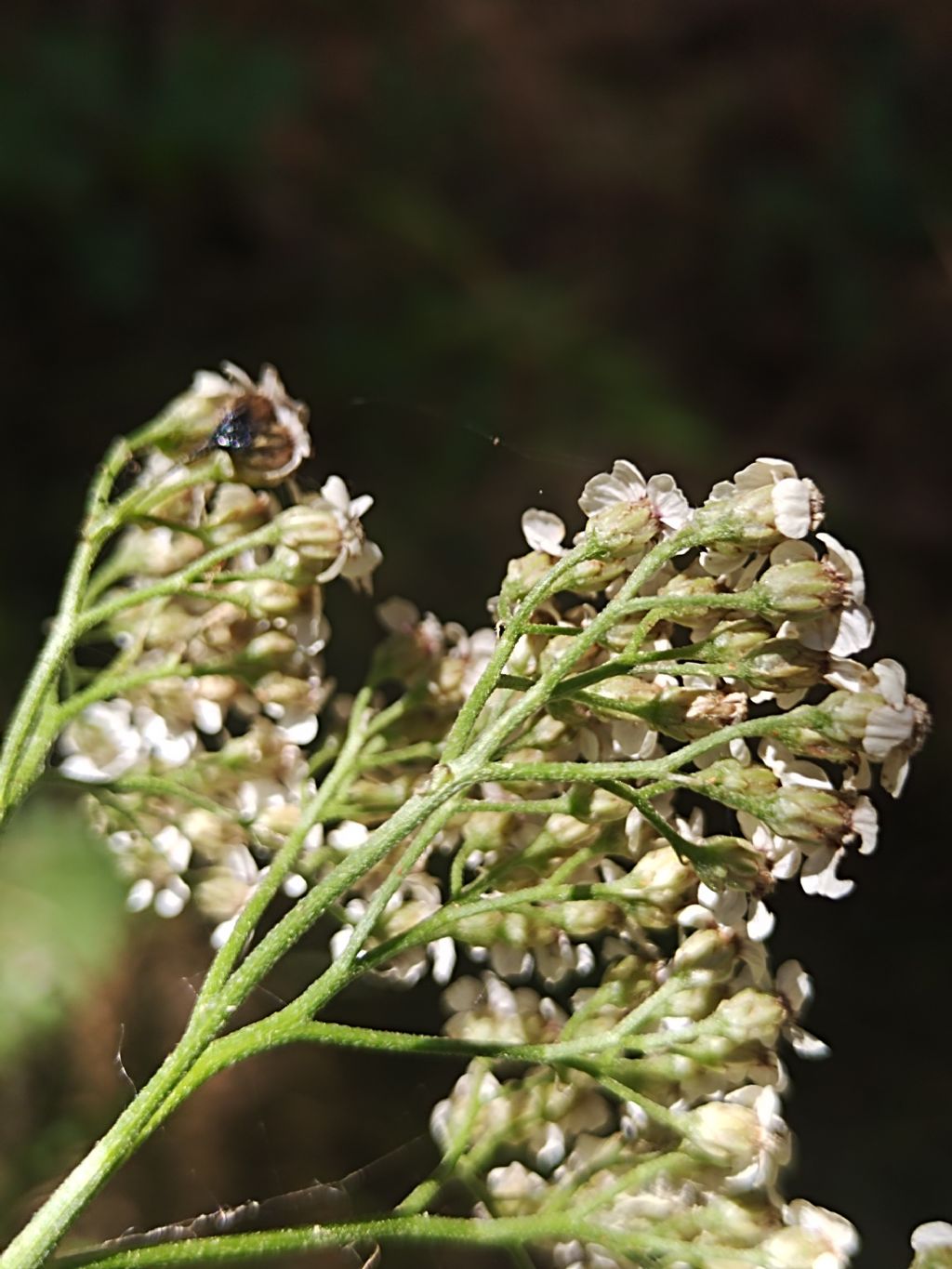 Achillea?