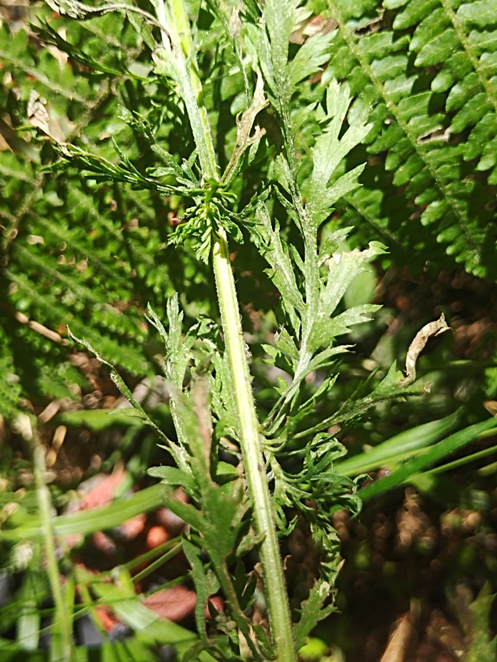 Achillea?