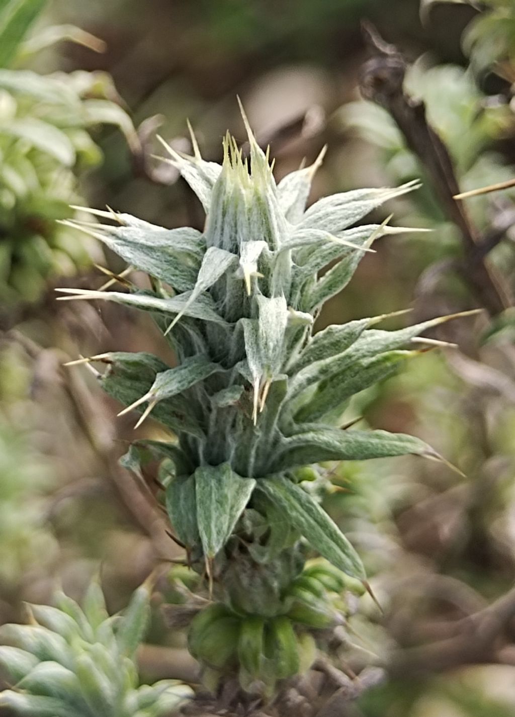 Centaurea??