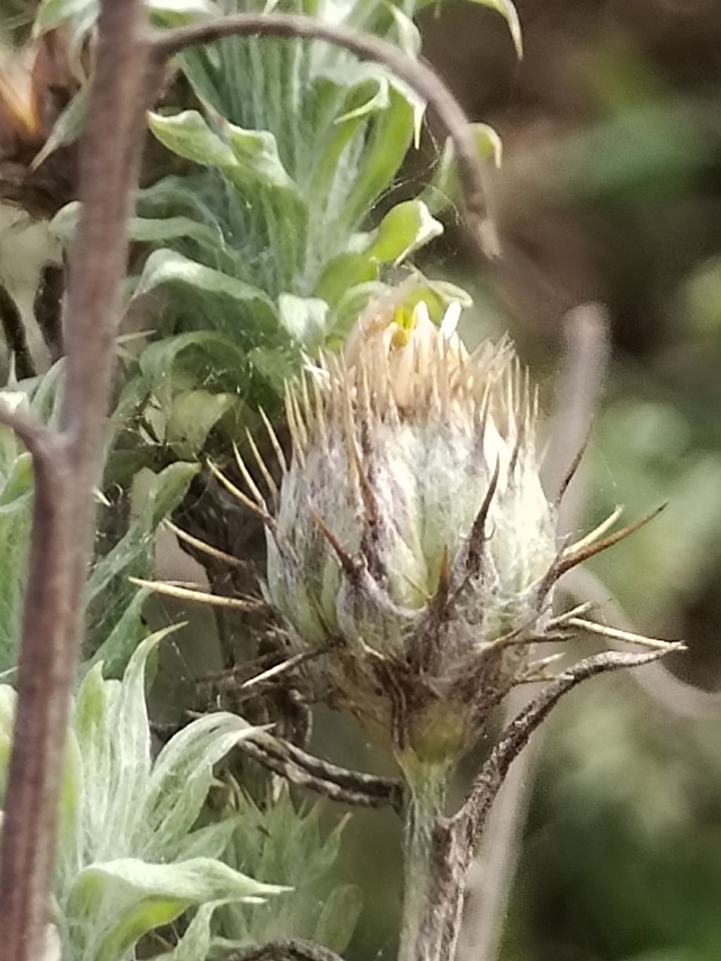 Centaurea??