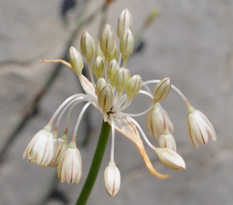 Allium tenuiflorum