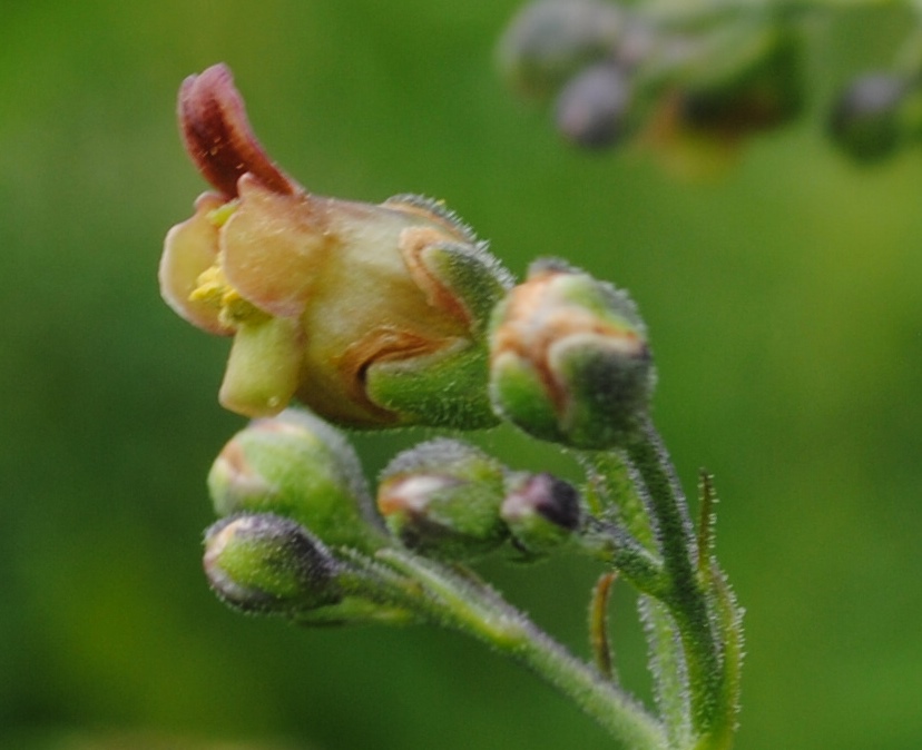 Scrophularia auriculata??