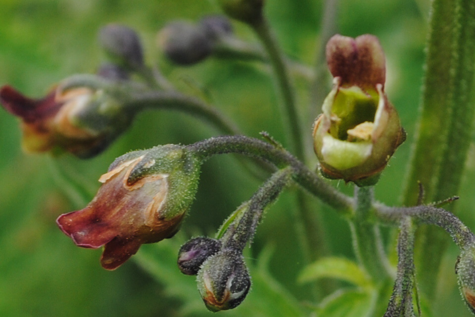 Scrophularia auriculata??