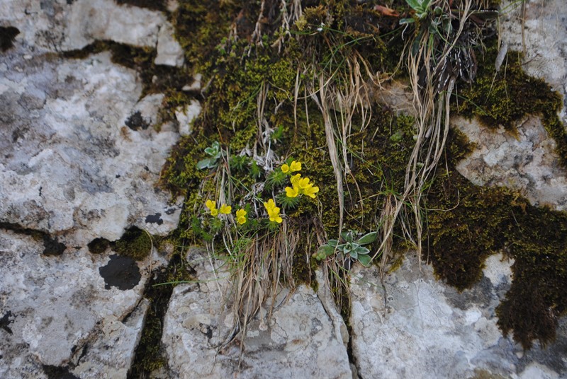 Draba aizoides / Draba aizoide