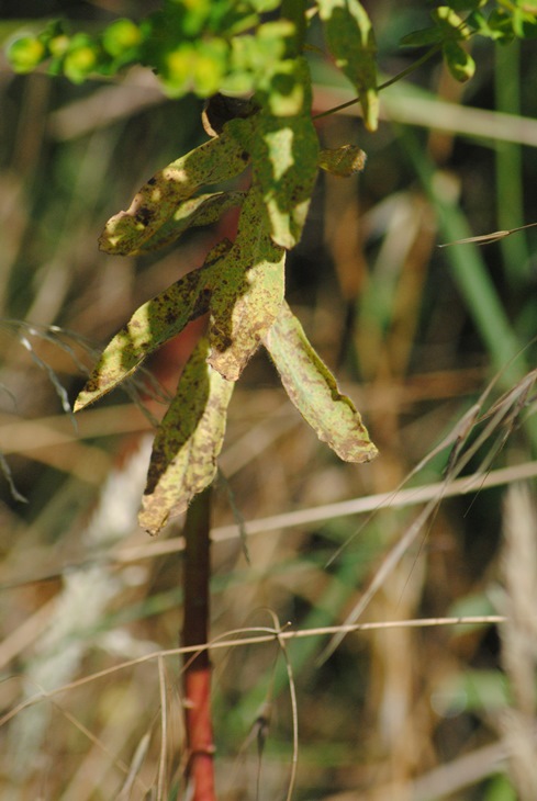 Euphorbia platyphyllos  / Euforbia rognosa