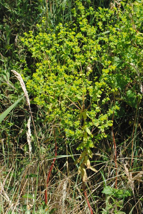 Euphorbia platyphyllos  / Euforbia rognosa