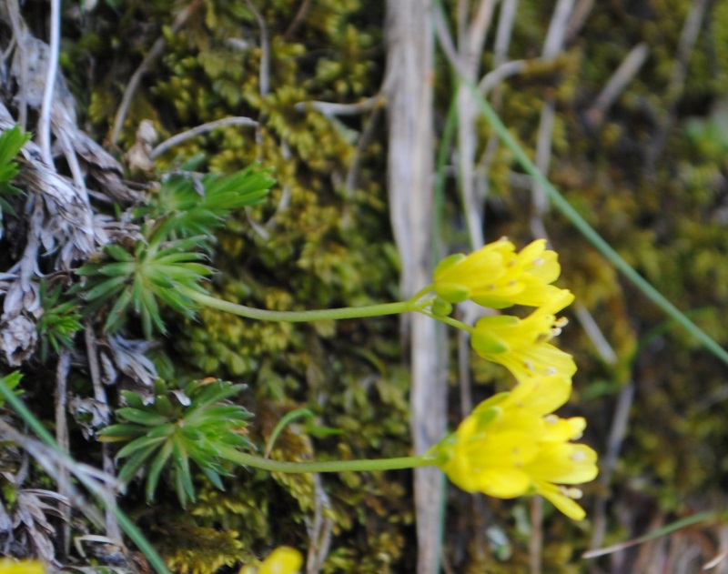 Draba aizoides / Draba aizoide