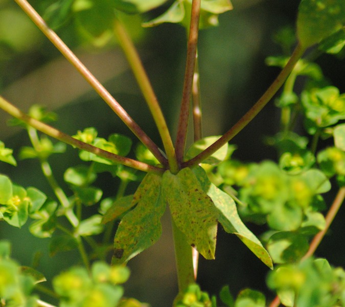 Euphorbia platyphyllos  / Euforbia rognosa