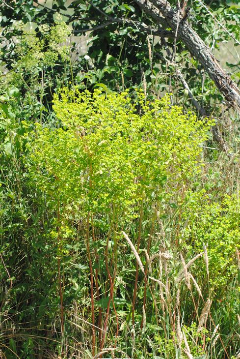 Euphorbia platyphyllos  / Euforbia rognosa