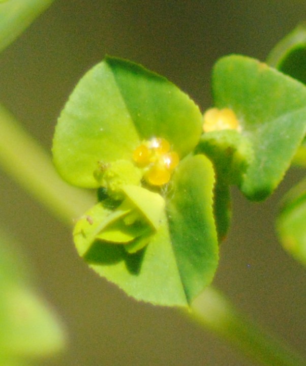 Euphorbia platyphyllos  / Euforbia rognosa