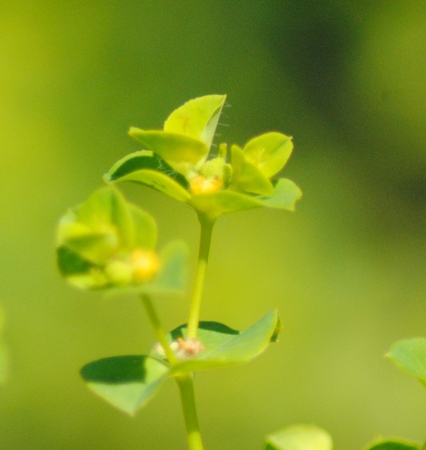 Euphorbia platyphyllos  / Euforbia rognosa