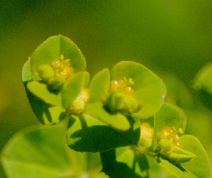 Euphorbia platyphyllos  / Euforbia rognosa