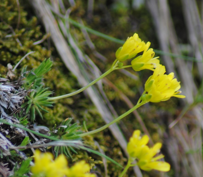 Draba aizoides / Draba aizoide