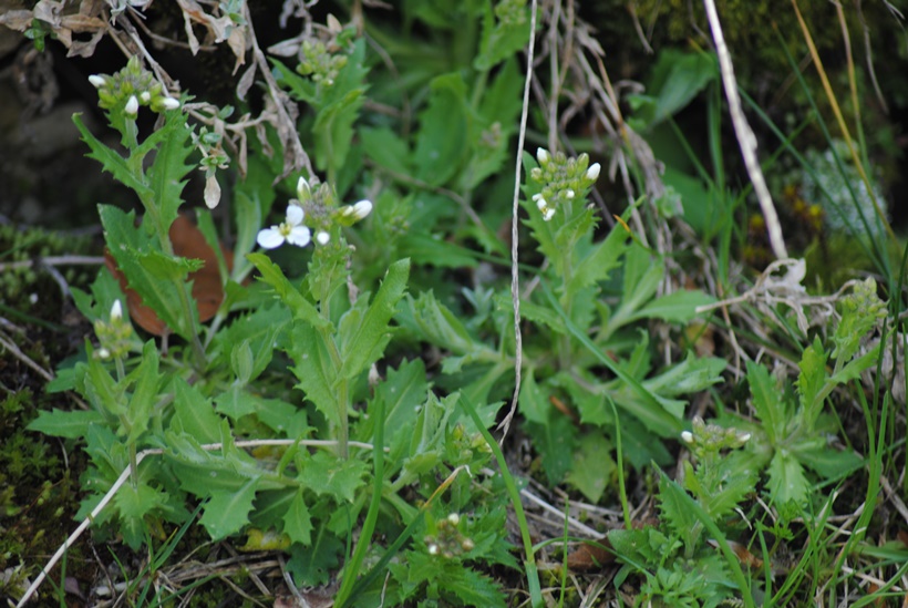 Arabis alpina