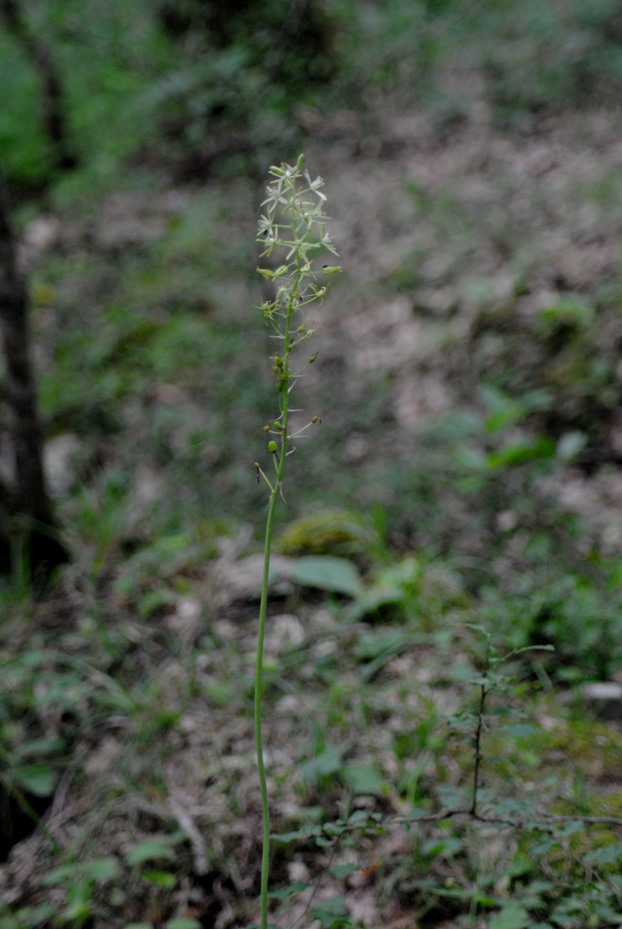 Loncomelos pyrenaicus (Asparagaceae)