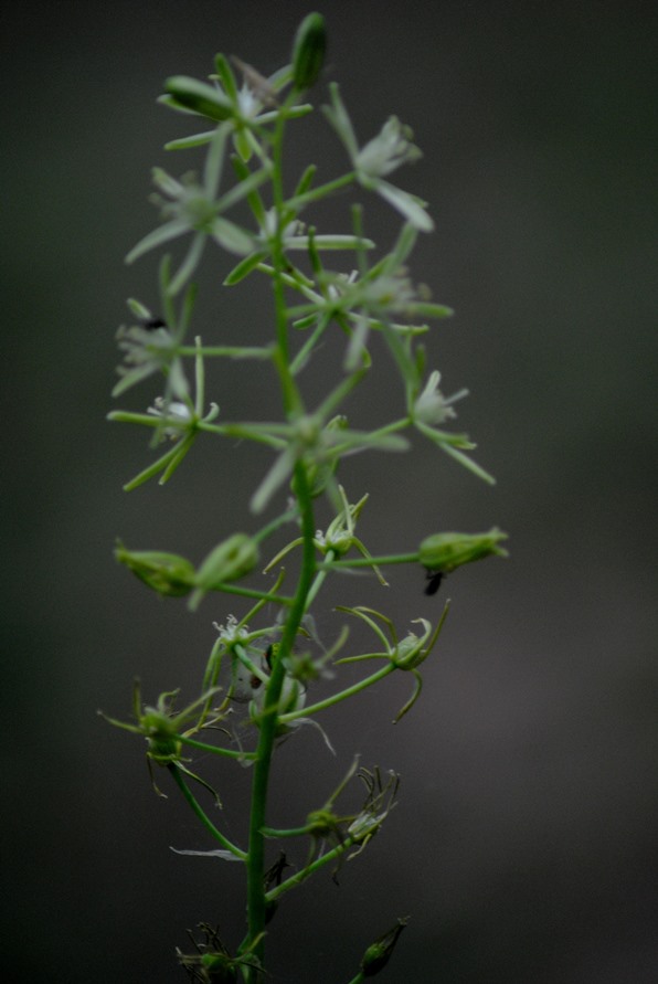 Loncomelos pyrenaicus (Asparagaceae)