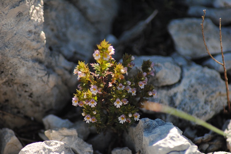 Euphrasia da determinare