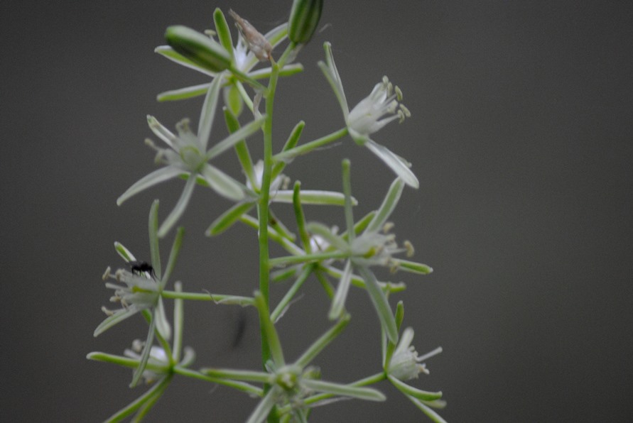 Loncomelos pyrenaicus (Asparagaceae)