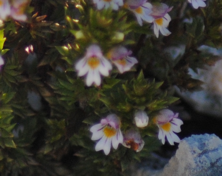 Euphrasia da determinare