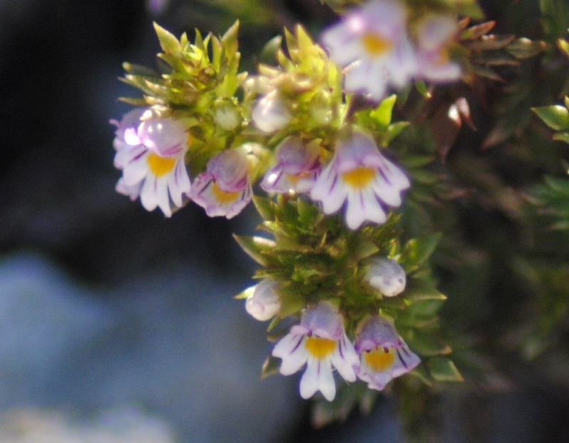 Euphrasia da determinare