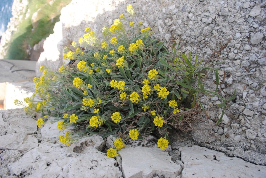 Aurinia leucadea (=Alyssum leucadeum) / Alisso di Leuca