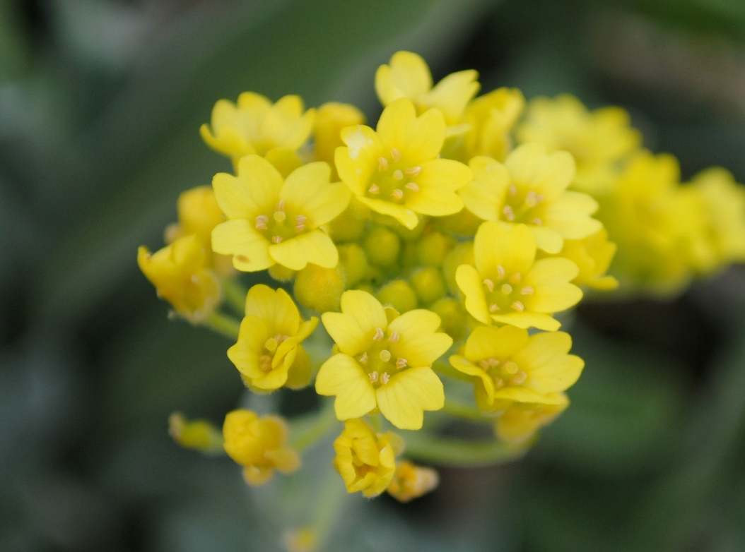 Aurinia leucadea (=Alyssum leucadeum) / Alisso di Leuca