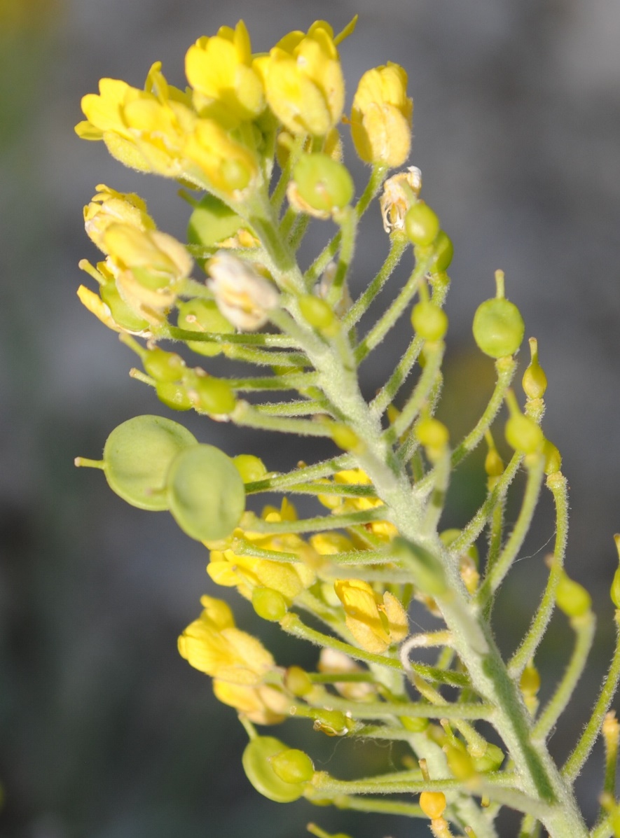 Aurinia leucadea (=Alyssum leucadeum) / Alisso di Leuca