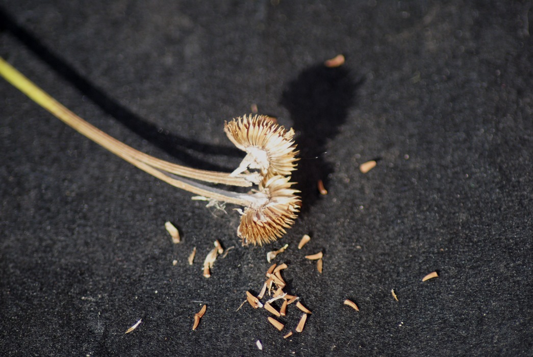 Asteracea - Cota altissima