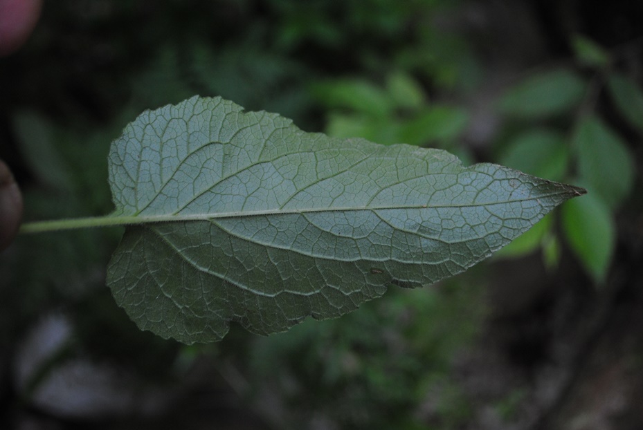 Campanula latifolia / Campanula maggiore
