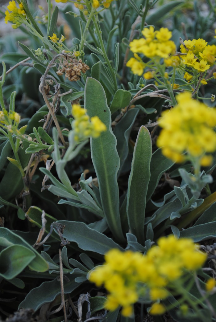 Aurinia leucadea (=Alyssum leucadeum) / Alisso di Leuca