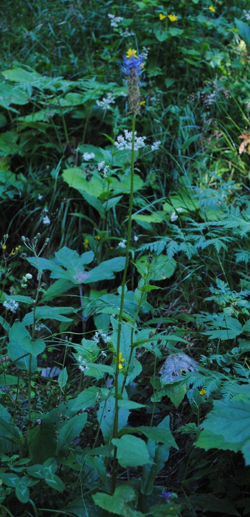 Meribel Alpi Francesi 1- Phyteuma ovatum