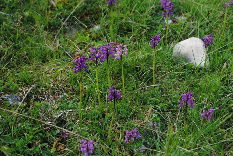 Anacamptis morio