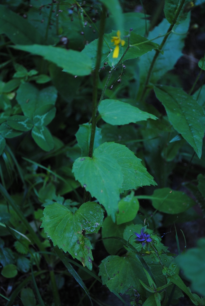 Meribel Alpi Francesi 1- Phyteuma ovatum