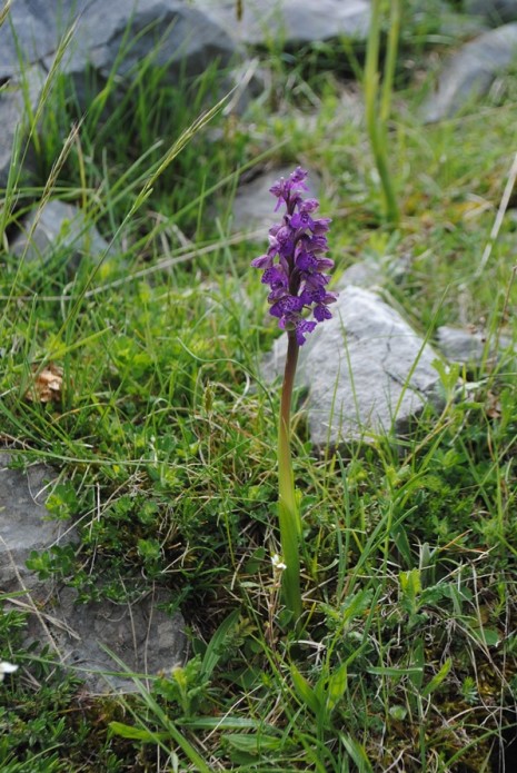 Anacamptis morio